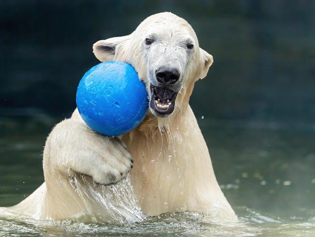 Eisbär spielt mit Ball